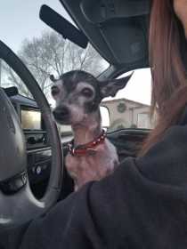 Lost Dog