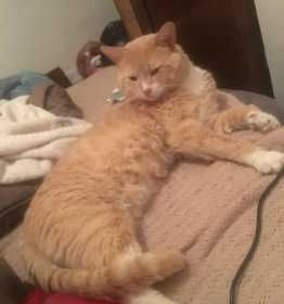 Lost Cat