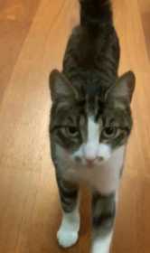 Lost Cat