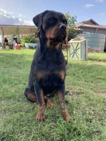 Lost Dog