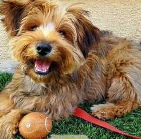 Lost Dog
