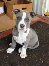 Lost Dog