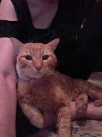 Lost Cat