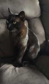 Lost Cat