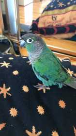 Lost Conure