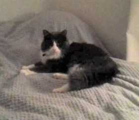 Lost Cat