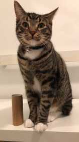 Lost Cat