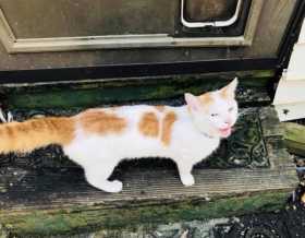 Lost Cat