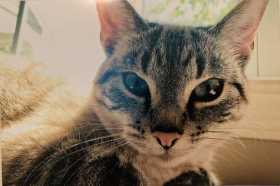 Lost Cat