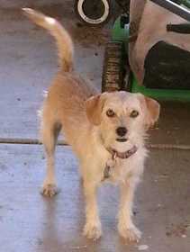 Lost Dog