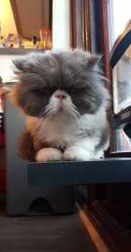 Lost Cat
