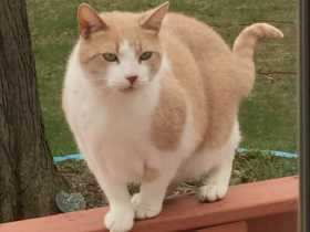 Lost Cat