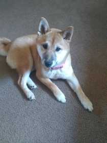 Lost Dog