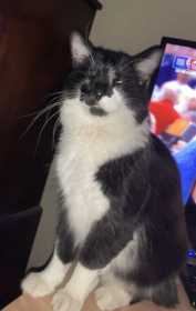 Lost Cat