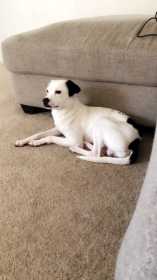 Lost Dog