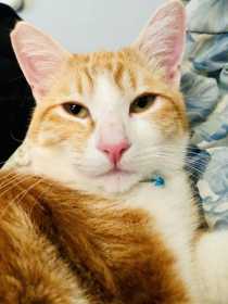 Lost Cat