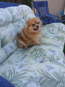 Lost Dog