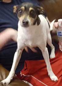 Lost Dog