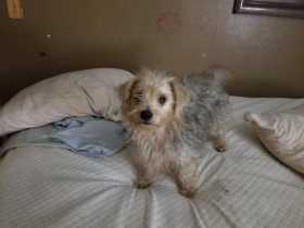Lost Dog