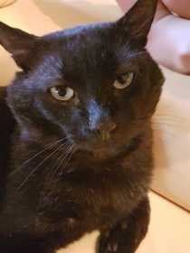 Lost Cat