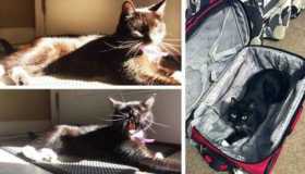 Lost Cat