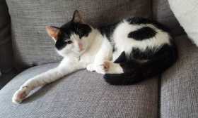 Lost Cat