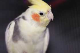 Lost Cockatiel