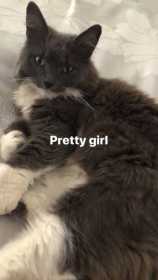 Lost Cat