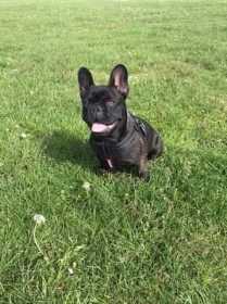 Lost Dog