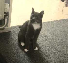 Lost Cat