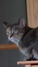 Lost Cat
