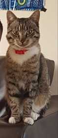 Lost Cat