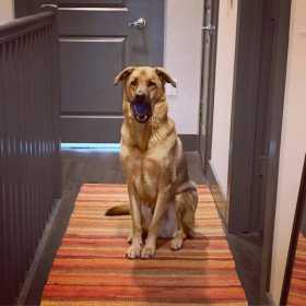 Lost Dog