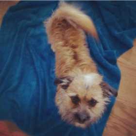 Lost Dog