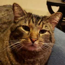 Lost Cat