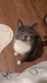 Lost Cat