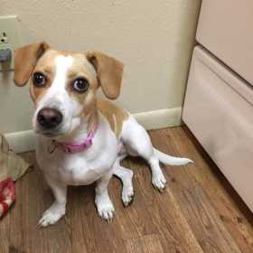 Lost Dog