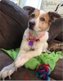 Lost Dog