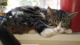 Lost Cat