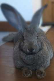 Lost Rabbit