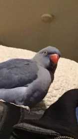 Lost Indian Ringneck Parakeet