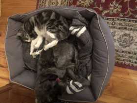 Lost Cat