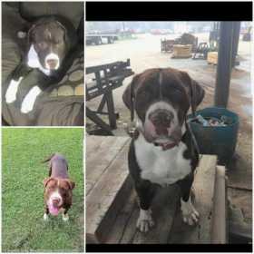 Lost Dog