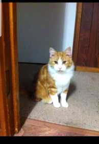 Lost Cat