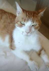 Lost Cat