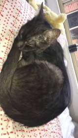 Lost Cat