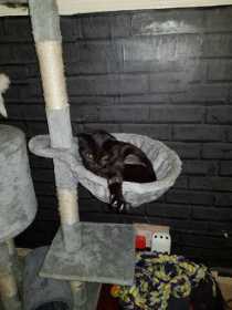 Lost Cat