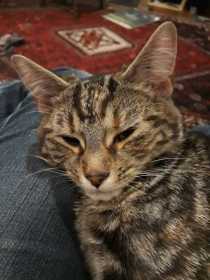 Lost Cat