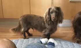 Lost Dog