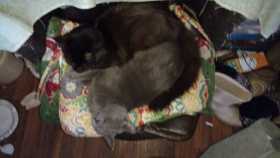 Lost Cat